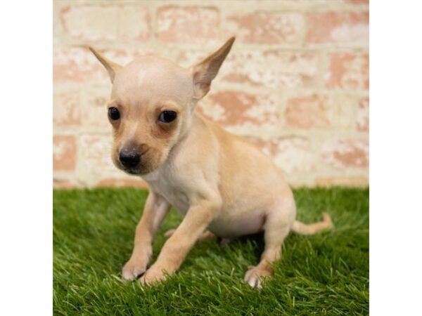 Chihuahua DOG Male Fawn 1184 Petland Grove City & Columbus, Ohio