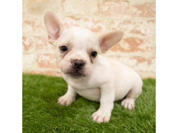 French Bulldog DOG Male Cream 1185 Petland Grove City & Columbus, Ohio