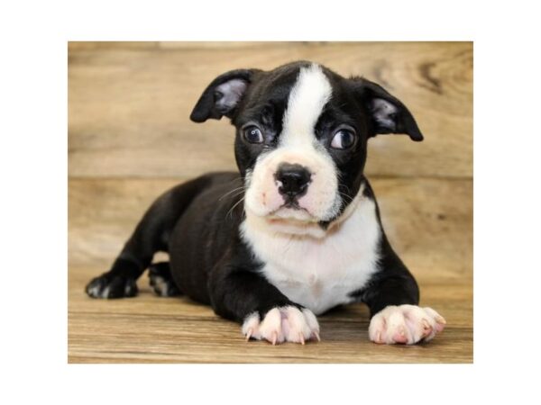 Boston Terrier-DOG-Male-Black / White-1188-Petland Grove City & Columbus, Ohio