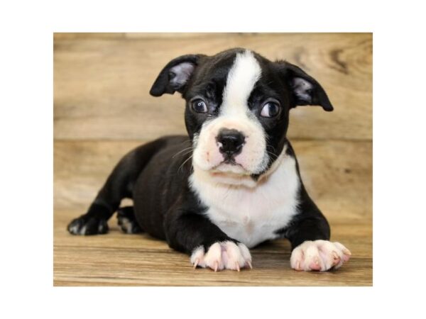 Boston Terrier DOG Male Black / White 1188 Petland Grove City & Columbus, Ohio