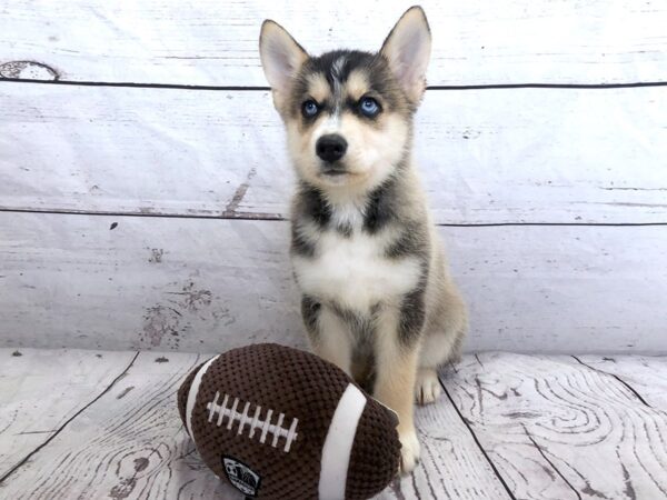 Pomsky DOG Male 1189 Petland Grove City & Columbus, Ohio