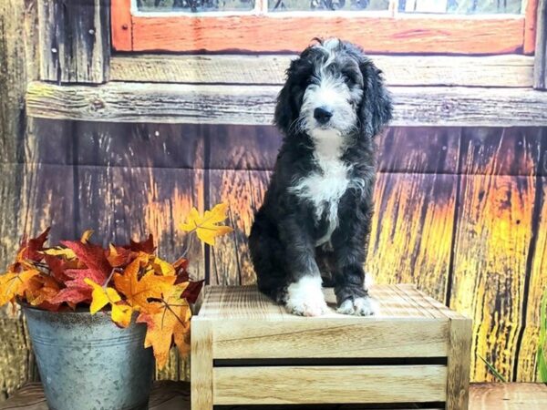 Moyen Goldendoodle DOG Male Chocolate White 1215 Petland Grove City & Columbus, Ohio