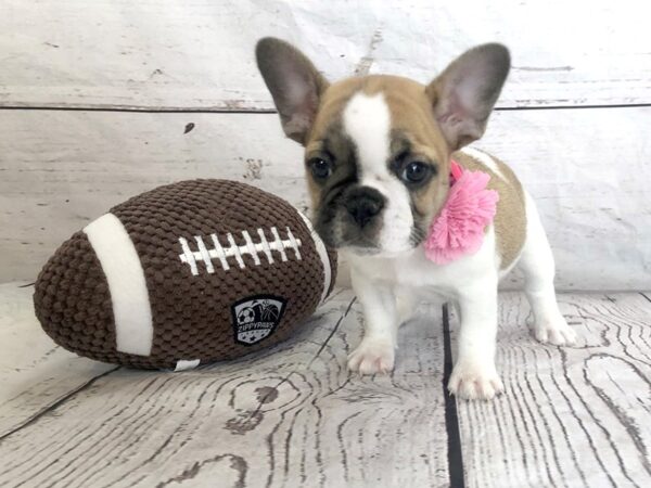 French Bulldog-DOG-Female--1190-Petland Grove City & Columbus, Ohio
