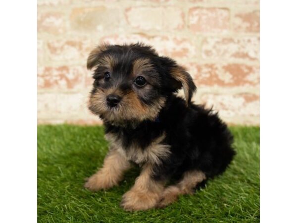 Yorkshire Terrier DOG Male Black / Tan 1191 Petland Grove City & Columbus, Ohio