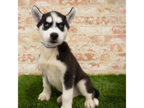 Siberian Husky DOG Male Black / White 1192 Petland Grove City & Columbus, Ohio