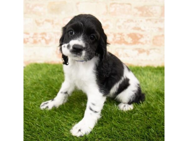 Cocker Spaniel DOG Female Black / White 1193 Petland Grove City & Columbus, Ohio