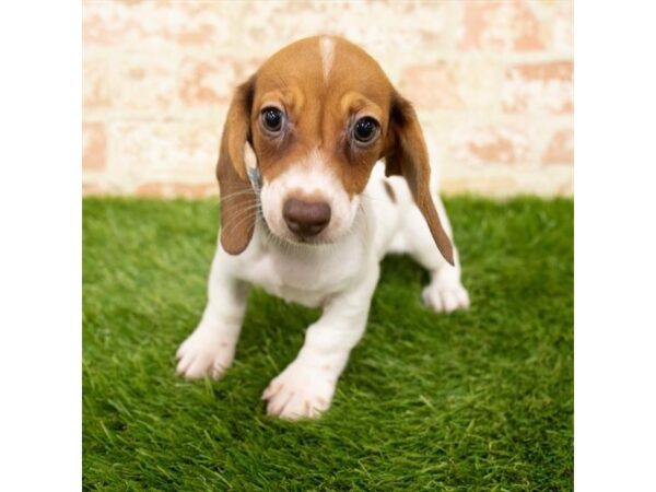 Dachshund DOG Female Red / White 1194 Petland Grove City & Columbus, Ohio