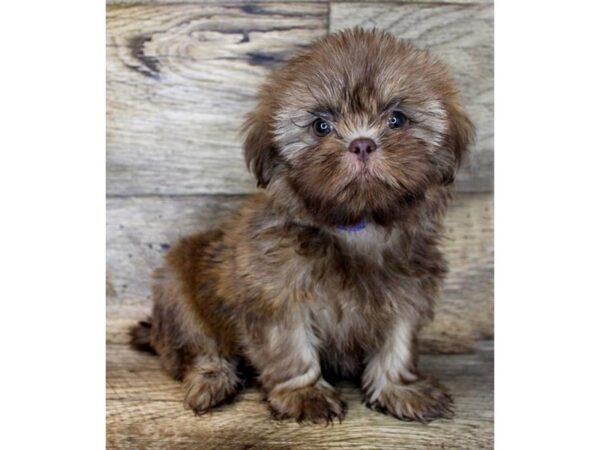 Shih Tzu DOG Male Chocolate Sable 1195 Petland Grove City & Columbus, Ohio