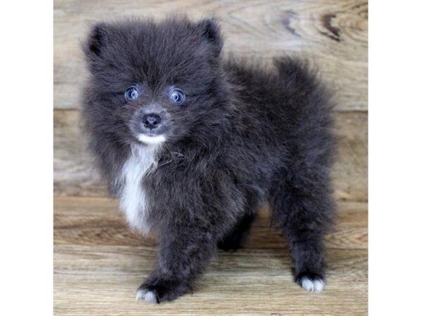 Pomeranian DOG Male Blue 1196 Petland Grove City