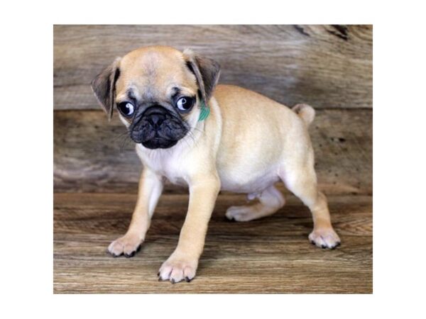 Pug DOG Male Fawn 1197 Petland Grove City & Columbus, Ohio