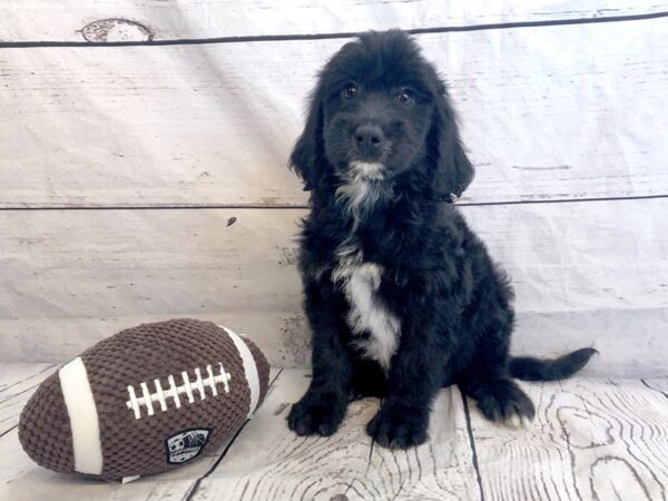 Aussiedoodle DOG Male Black 1198 Petland Grove City & Columbus, Ohio