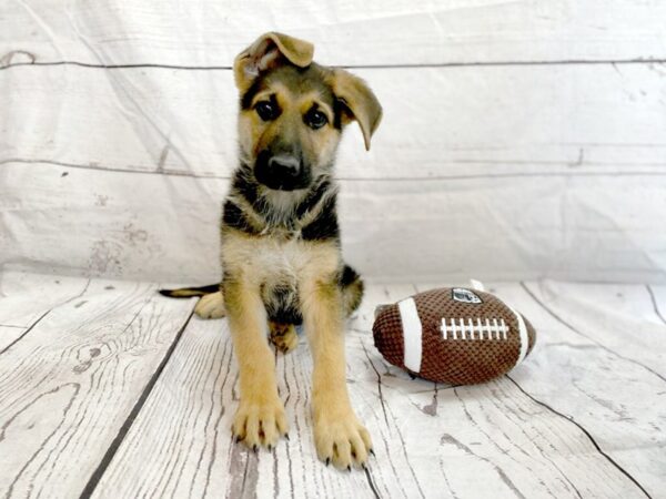 German Shepherd DOG Male Black and Tan 1200 Petland Grove City & Columbus, Ohio