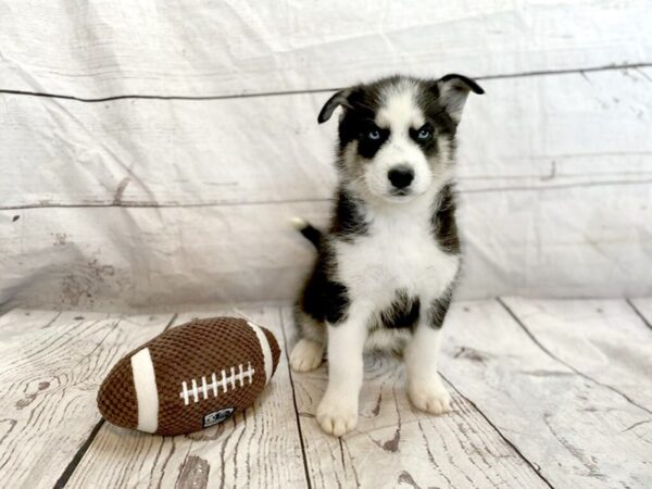 Siberian Husky DOG Male Black and White 1199 Petland Grove City & Columbus, Ohio