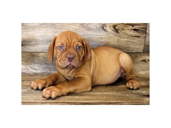 Dogue de Bordeaux DOG Male Red 1203 Petland Grove City & Columbus, Ohio