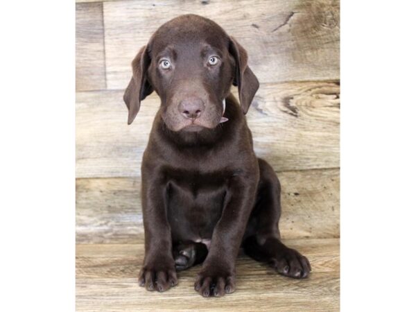 Labrador Retriever DOG Male Chocolate 1204 Petland Grove City & Columbus, Ohio