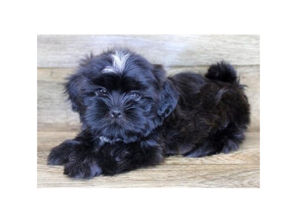 Shih Tzu DOG Male Black 1205 Petland Grove City & Columbus, Ohio