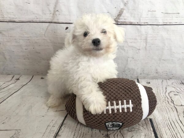 Lhasapoo DOG Male White 1202 Petland Grove City & Columbus, Ohio