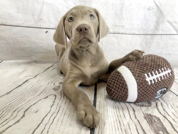 Labrador Retriever-DOG-Male-Silver-1206-Petland Grove City & Columbus, Ohio