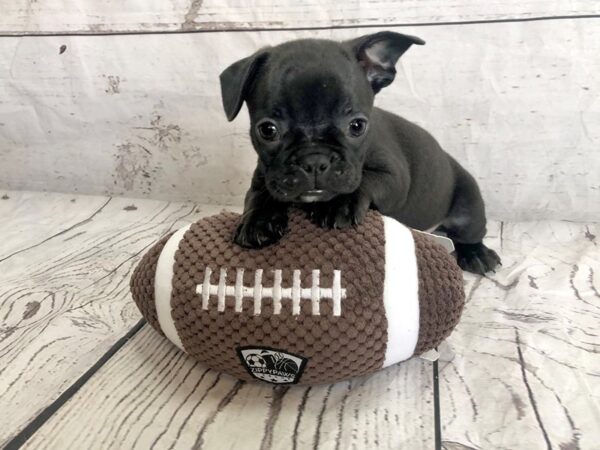 Frenchton DOG Male 1207 Petland Grove City & Columbus, Ohio