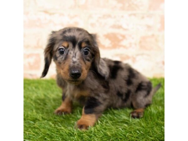 Dachshund DOG Male Black / Tan 1210 Petland Grove City & Columbus, Ohio