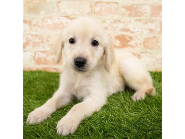 Golden Retriever DOG Female Golden 1211 Petland Grove City & Columbus, Ohio