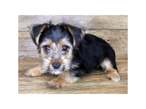 Morkie DOG Male Black / Tan 1208 Petland Grove City & Columbus, Ohio