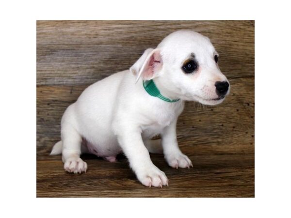 Jack Russell Terrier-DOG-Male-White-1209-Petland Grove City