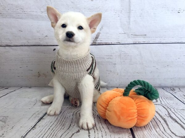 Shiba Inu-DOG-Male-Cream-1213-Petland Grove City & Columbus, Ohio