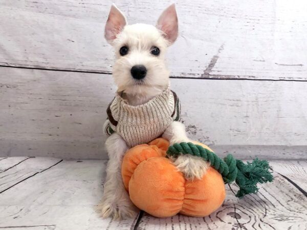 Miniature Schnauzer DOG Female White 1212 Petland Grove City & Columbus, Ohio