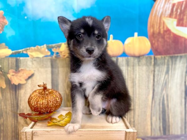 Pomsky-DOG-Male--1225-Petland Grove City & Columbus, Ohio