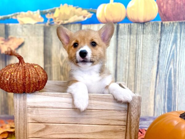 Pembroke Welsh Corgi DOG Male RED WH 1223 Petland Grove City & Columbus, Ohio