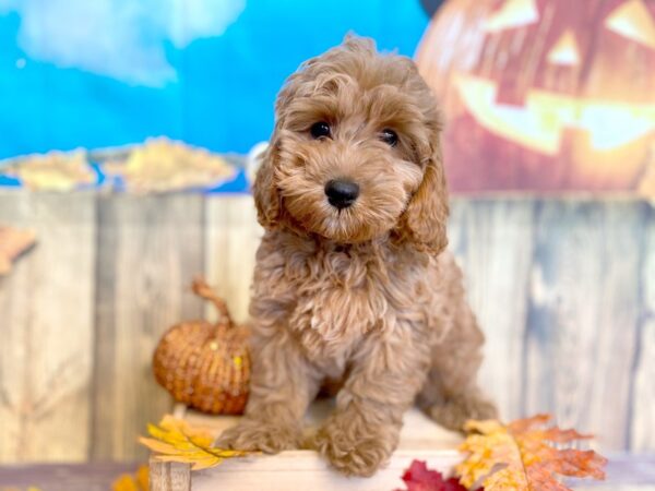 Cock A Poo 2nd Gen DOG Male Red 1222 Petland Grove City & Columbus, Ohio