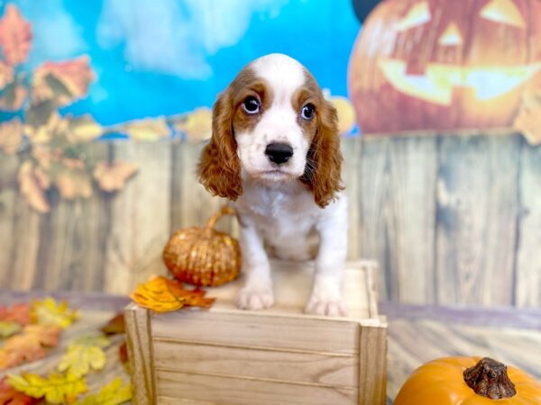 Cavalier King Charles Spaniel DOG Male Blenheim 1221 Petland Grove City & Columbus, Ohio