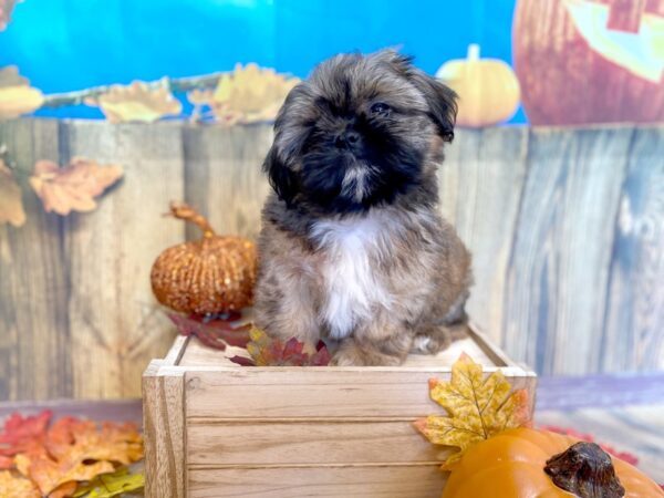 Shih Tzu DOG Male Gold 1220 Petland Grove City & Columbus, Ohio