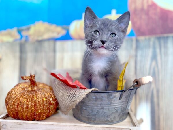 Domestic Short Hair-CAT-Male-grey/white-1219-Petland Grove City & Columbus, Ohio