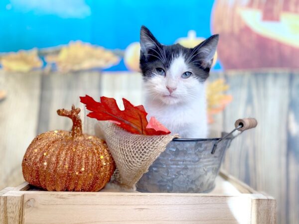 Domestic Short Hair-CAT-Male-black/white-1218-Petland Grove City