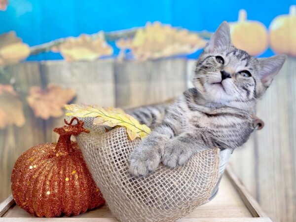 Domestic Short Hair-CAT-Male-tabby-1217-Petland Grove City