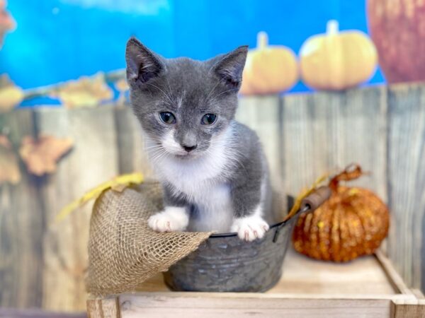 Domestic Short Hair-CAT-Male-grey-1216-Petland Grove City