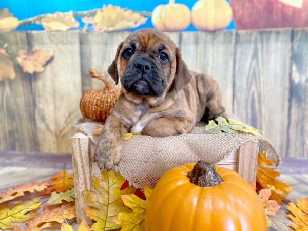 Bulldog/Mini Bulldog-DOG-Female--1226-Petland Grove City & Columbus, Ohio