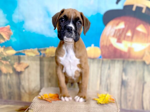 Boxer-DOG-Male-Fawn-1227-Petland Grove City & Columbus, Ohio