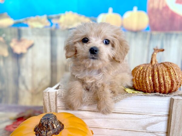 Goldendoodle Mini DOG Female Golden 1228 Petland Grove City & Columbus, Ohio