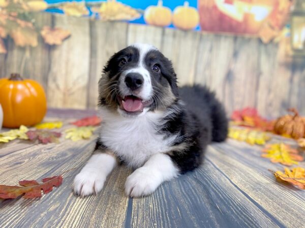 Australian Shepherd DOG Female Black White / Tan 1229 Petland Grove City & Columbus, Ohio