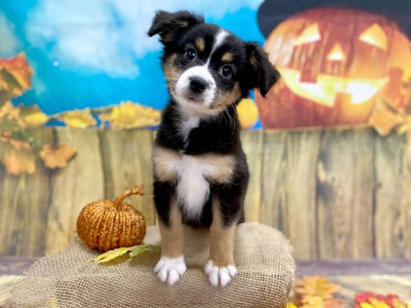 Miniature Australian Shepherd DOG Female Black Tan / White 1230 Petland Grove City & Columbus, Ohio