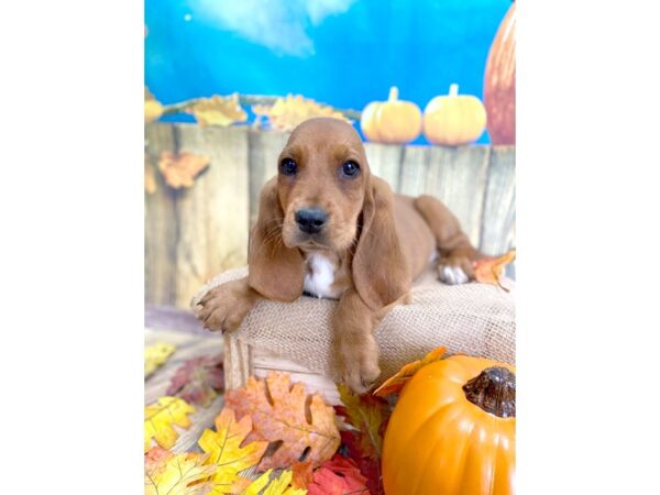 Basset Hound DOG Male Red 1231 Petland Grove City & Columbus, Ohio