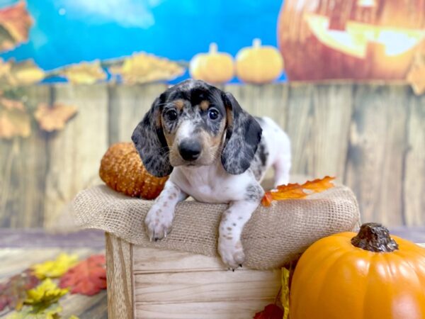 Dachshund DOG Male 1232 Petland Grove City & Columbus, Ohio