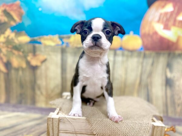 Boston Terrier DOG Male Black Brindle / White 1233 Petland Grove City & Columbus, Ohio