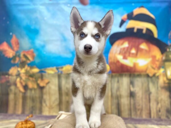 Siberian Husky DOG Male Red / White 1235 Petland Grove City & Columbus, Ohio