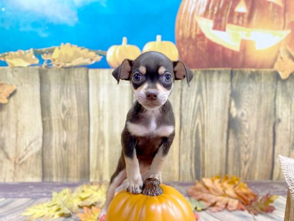 Chihuahua DOG Female Chocolate / Tan 1236 Petland Grove City & Columbus, Ohio