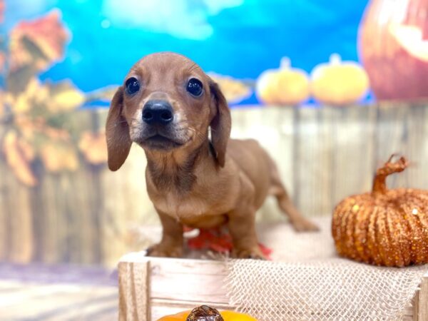 Dachshund DOG Male Red 1237 Petland Grove City & Columbus, Ohio