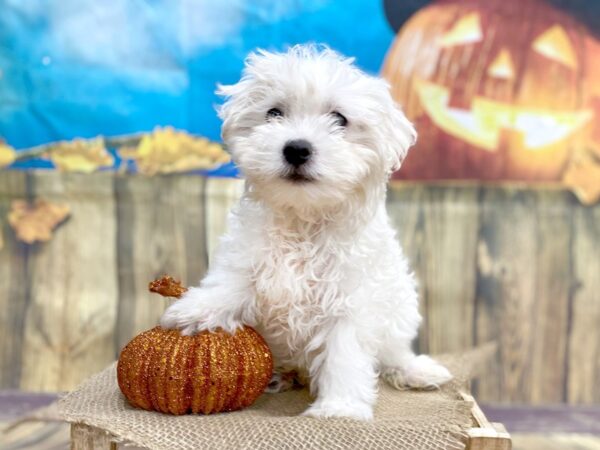 Maltese-DOG-Male-White-1245-Petland Grove City & Columbus, Ohio